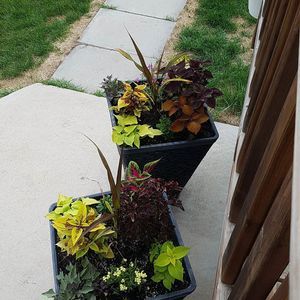 Meet your Posher, Izzy